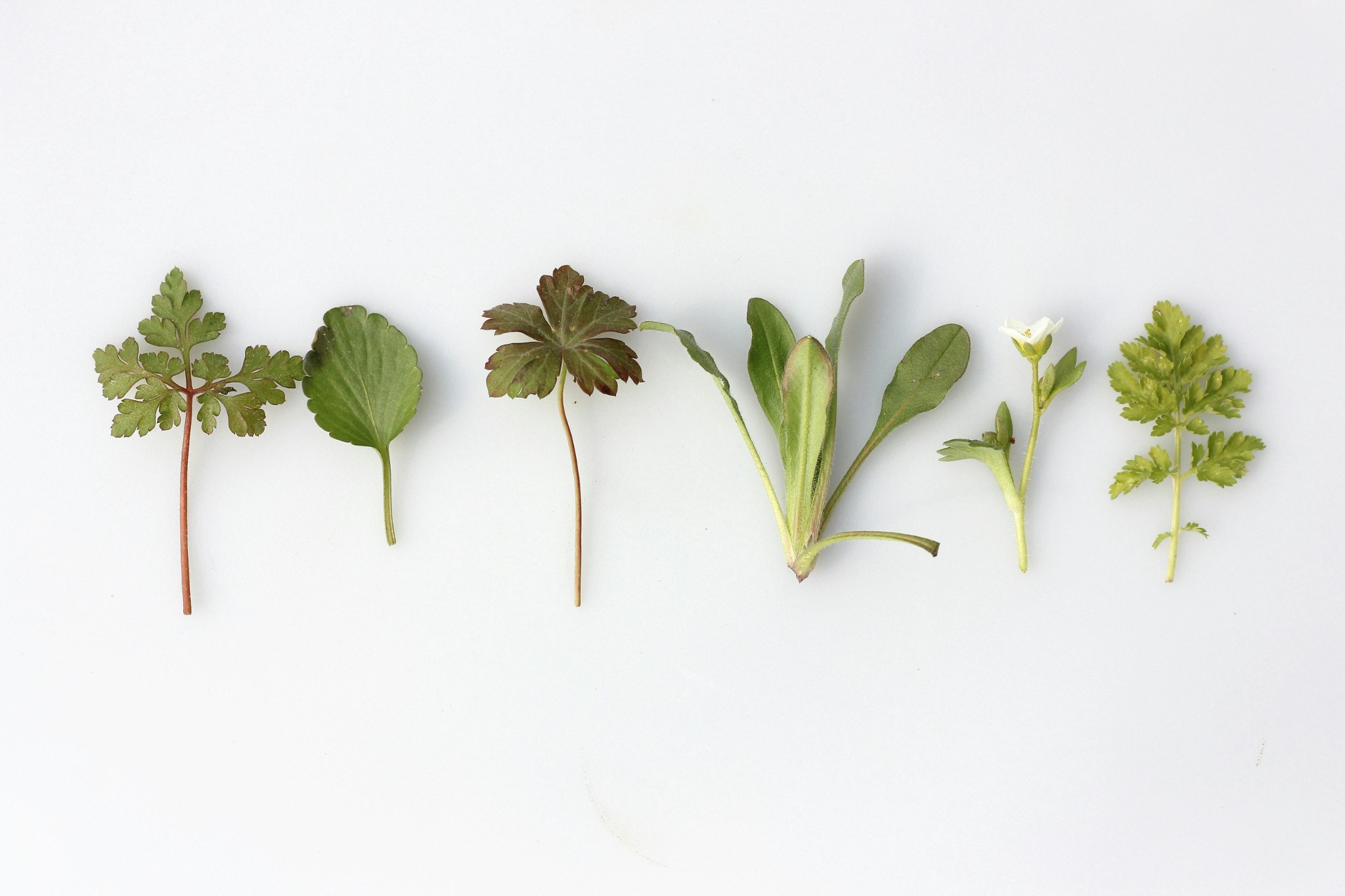 Farm to Table Garden